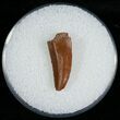 Raptor Tooth From Morocco - #6903-1